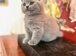 PURE BREED BRITISH SHORTHAIR KITTENS BLUE - British Shorthair Kitten For Sale - CT, US