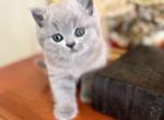 PURE BREED BRITISH SHORTHAIR KITTENS BLUE - British Shorthair Kitten For Sale - Darien, CT, US