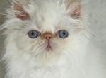 ON HOLD FOR LANI Flame point girl - Persian Kitten For Sale - Ephrata, PA, US