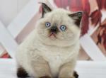 Garfild - British Shorthair Kitten For Sale - Los Angeles, CA, US