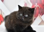 Gector - British Shorthair Kitten For Sale - Los Angeles, CA, US