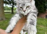 Boy A - Maine Coon Kitten For Sale - Chillicothe, MO, US