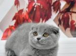 Mila 1 - Scottish Fold Kitten For Sale - Los Angeles, CA, US