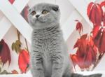 Mila - Scottish Fold Kitten For Sale - NY, US