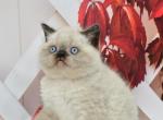 Garfild - British Shorthair Kitten For Sale - NY, US