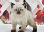 Gucci - British Shorthair Kitten For Sale - NY, US