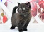 Gector - British Shorthair Kitten For Sale - NY, US