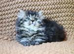 Athena the munchkin kitten - Munchkin Kitten For Sale - 