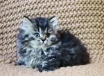 Athena the fluffy munchkin kitten - Munchkin Kitten For Sale - Iva, SC, US