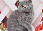 Milka - British Shorthair Kitten For Sale - 