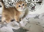 Litters Aleana - Scottish Straight Kitten For Sale - Rocklin, CA, US
