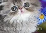 Sonya - Persian Kitten For Sale - 