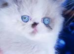 Zephyr - Persian Kitten For Sale - Brooklyn, NY, US