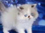 Zephyr - Persian Kitten For Sale - 