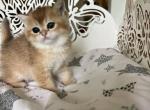 Litter Abbi - Scottish Straight Kitten For Sale - Rocklin, CA, US