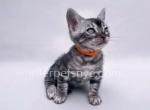 Romantic Dream - Bengal Kitten For Sale - Brooklyn, NY, US