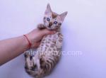 Rafaella - Bengal Kitten For Sale - Brooklyn, NY, US