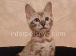 Silver - Bengal Kitten For Sale - Brooklyn, NY, US