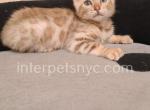 Steve - Bengal Kitten For Sale - Brooklyn, NY, US