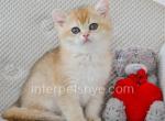 Hennessy - British Shorthair Kitten For Sale - Brooklyn, NY, US