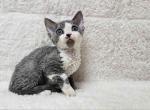 Cherry blue bicolor Devon Rex baby boy - Devon Rex Kitten For Sale - CA, US