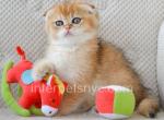 Ike - Scottish Fold Kitten For Sale - Brooklyn, NY, US