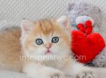 Jerome - British Shorthair Kitten For Sale - Brooklyn, NY, US