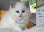 R011 - Ragdoll Kitten For Sale - Temple City, CA, US