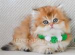 Jovani - British Shorthair Kitten For Sale - Brooklyn, NY, US