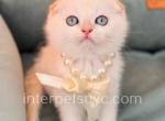 Jasmine - Scottish Fold Kitten For Sale - Brooklyn, NY, US