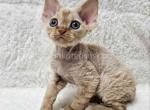 Mars red Devon Rex baby boy - Devon Rex Kitten For Sale - CA, US