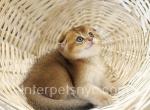 Amur - Scottish Fold Kitten For Sale - Brooklyn, NY, US