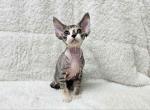 Hermione calico tricolor tabby Devon Rex girl - Devon Rex Kitten For Sale - CA, US