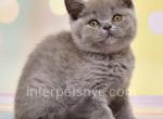 Margo - British Shorthair Kitten For Sale - Brooklyn, NY, US