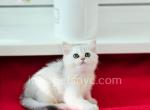 Urs - British Shorthair Kitten For Sale - Brooklyn, NY, US