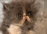 Blue & white bicolor boy - Persian Kitten For Sale - Ephrata, PA, US