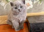 LUXURY PURE BREED BRITISH SHORTHAIR KITTENS SALE - British Shorthair Kitten For Sale - Darien, CT, US