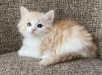 Girl Siberian Purebred Red Tabby with White - Siberian Kitten For Sale - Old Bridge, NJ, US