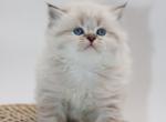 Blue chocolate Color point British longhair boy - British Shorthair Kitten For Sale - Spokane, WA, US