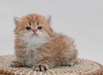 Chocolate golden British shorthair kittens - British Shorthair Kitten For Sale - Spokane, WA, US