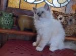 TICA Mitted lynx Ragdoll Kitten - Ragdoll Kitten For Sale - Saint Joseph, MO, US