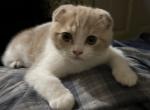 Scottishfold Orange white male - Scottish Fold Kitten For Sale - Jobstown, NJ, US