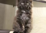Ninel - Maine Coon Kitten For Sale - Virginia Beach, VA, US