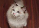 cece - Ragdoll Kitten For Sale - 