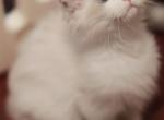 Creamy - Ragdoll Kitten For Sale - 