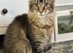 forest color - Maine Coon Kitten For Sale - Brooklyn, NY, US