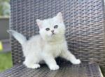 Marti - Scottish Straight Kitten For Sale - Fort Wayne, IN, US