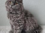 Blue Longhair Male Kitten - British Shorthair Kitten For Sale - 