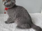 Blue Male Shorthairs - British Shorthair Kitten For Sale - 