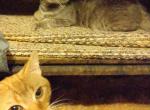 GREY BEAUTY - Siamese Kitten For Sale - Sacramento, CA, US
